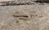 Watch: Adder escapes flood in Nahal Tzin
