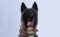 Military dog who helped take down ISIS leader revealed