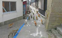 The cats that took over an entire island