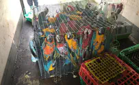 Arabs steal 65 parrots from Migdal Haemek