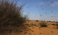 UN: Swarms of locusts expected to plague Africa and Middle East