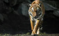 New York: Tiger tests positive for coronavirus