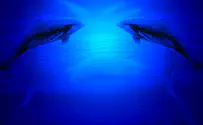 מדהים: דולפינים זוהרים בחושך