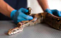 במערכת הבריאות נערכים לעונת הנחשים