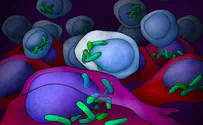 החיידקים שגרים בתוך גידולים סרטניים