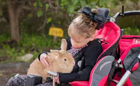 Injured animals healed with help of special needs children 