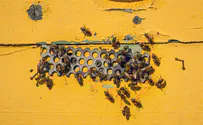 מפחיד: אלפי דבורים בקיר הבית