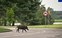 Haifa man attacked by wild boar while walking his dog
