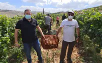 Israeli volunteers fill in for Evangelical farmers in Samaria