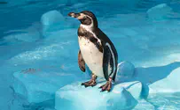 מה עושה פינגווין בבידוד?