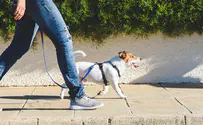 Tel Aviv: We'll test DNA of dog feces and fine the owners