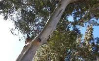 קריסת עצים – לא נדיר כפי שחשבתם
