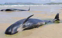 מדהים: הכפר שהציל 120 לוויתנים
