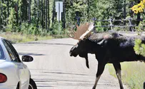 Canadian officials urge motorists not to let moose lick cars