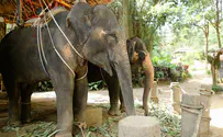 מדהים: פיל נפל לבאר וניצל