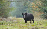 Youth moderately injured in wild boar attack in Itamar