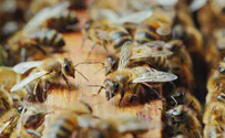 הזוי: הלך ברחוב עם מאות דבורים