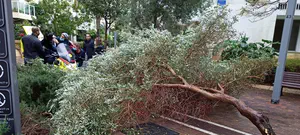 קשיש נפצע מעץ שקרס בתל אביב