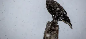 צפו: לצאת מהקיפאון