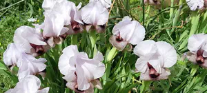 אל תפספסו: אירוס השומרון הנדיר החל לפרוח