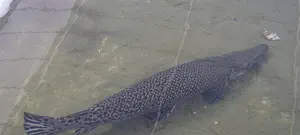 פחד במרכז קניות: דג טורף בבריכה