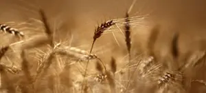 שנת השי"ן - להיערך כבר עכשיו לשנת השמיטה