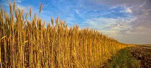 השמיטה, המחאה החברתית ומה שביניהן