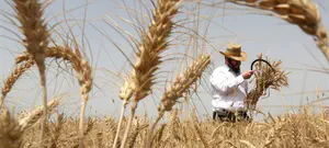 קלפי הפעלה ל"הנגשת" השמיטה