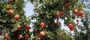 בני ישיבות, פנסיונרים ובנות שירות בחידון אחד