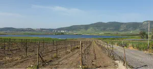 מסייעים לחקלאים הסובלים מהתנכלויות