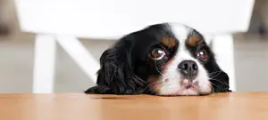 גיא זוהר: הרפורמים לא עורכים בר-מצווה לכלבים