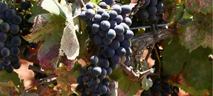 מצווה לאכול פירות שביעית?