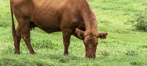 המתכון לחיי נצח