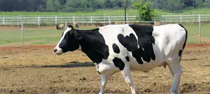 רוסיה מחסנת בעלי חיים נגד קורונה