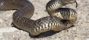 משיח שבא מזנב הנחש