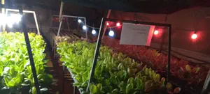 השקייה מיוחדת לקראת השמיטה