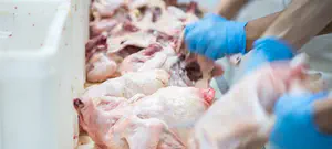 "אללה אכבר" יחד עם ברכת השחיטה