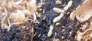 הטרמיט "המזיק ביותר בעולם" התגלה בפתח תקווה