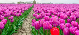 האם התארגנות שמיטה תציל את החקלאים?