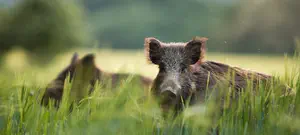 אורח מפחיד בבריכה בחצר הבית: חזיר בר