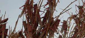 מדוע מתחילה פרשת בא במכת הארבה?