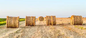 רק לא להיות חמור