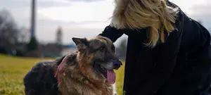 בגלל נשיכה: הכלבים של ביידן הורחקו מהבית הלבן