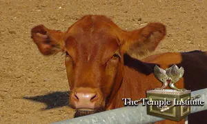 The Logic Defying Power of the Red Heifer Ashes