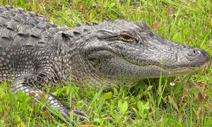 Alligator kills 88-year-old woman in South Carolina