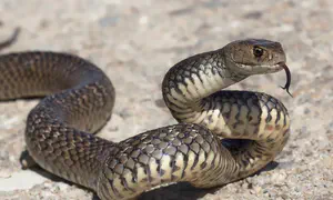 2 year-old bitten by snake bites back and kills it