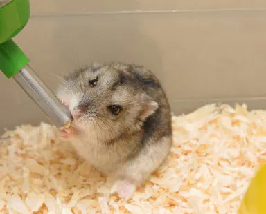 Hong Kong to cull 2,000 hamsters following COVID outbreak