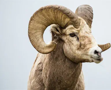 הזוי: כבש נידון ל-3 שנות מאסר