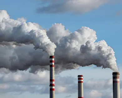 בגלל זיהום: הכלבים נצבעו בכחול