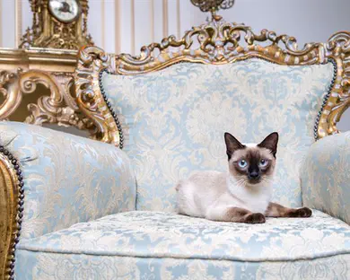 החיות העשירות ביותר בעולם